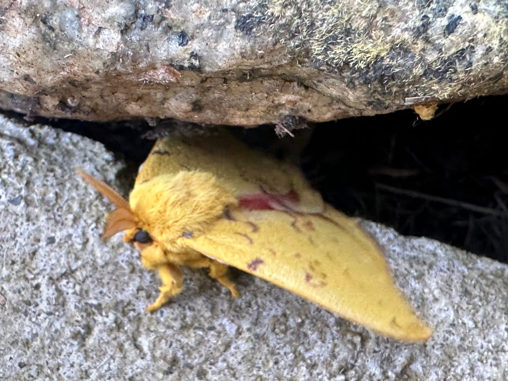 Another view of a male Io moth. Smoothie wings and a fuzzy head. Also has two feathery type appendages off the front of the head. 