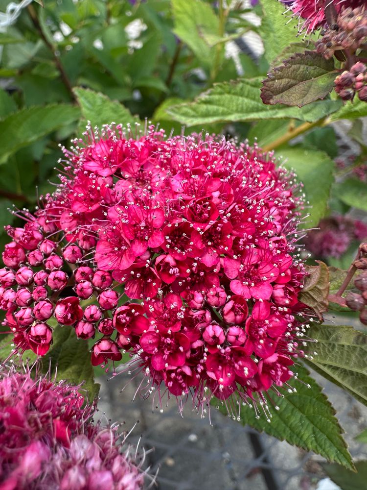 A cluster of tiny Pinkish red flowers 
