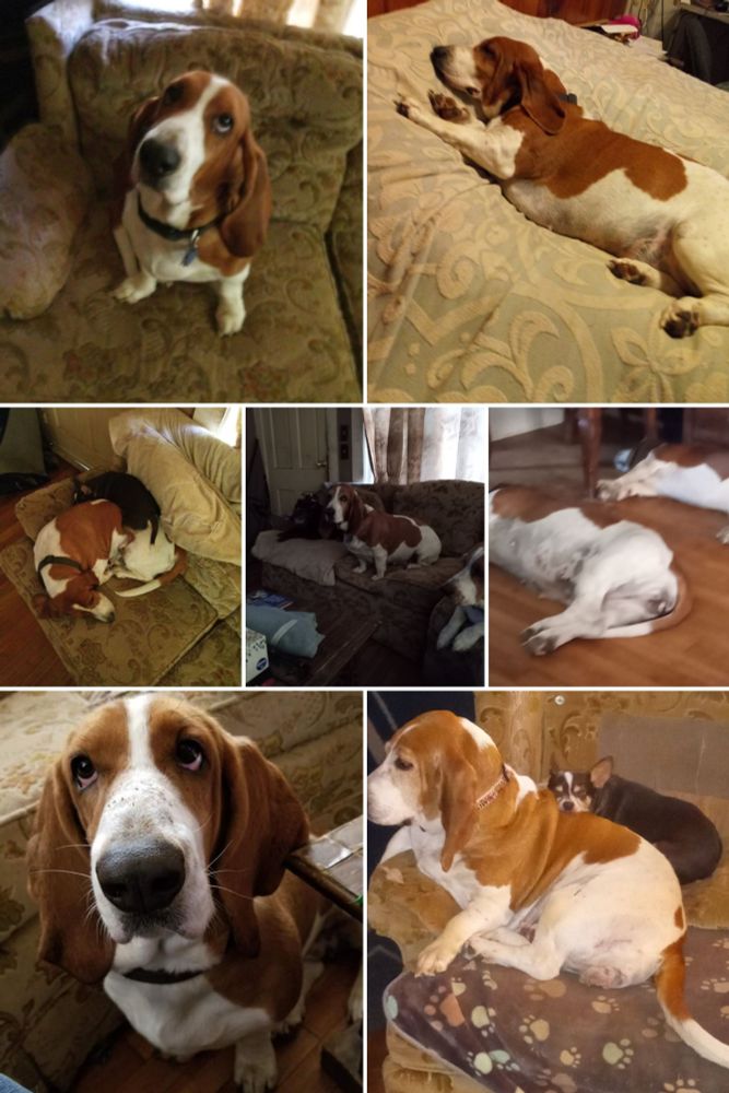 Sadie Mae was not camera shy.  Dueling Basset hounds 