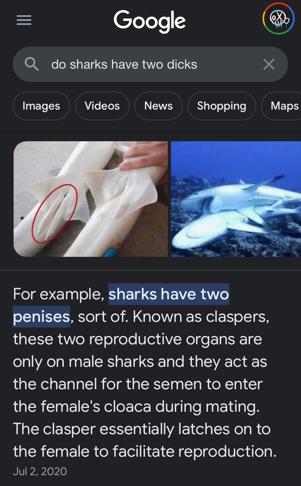screenshot of a google search for “do sharks have two dicks” with accompanying result “For example, sharks have two penises, sort of. Known as claspers, these two reproductive organs are only on male sharks and they act as the channel for the semen to enter the female's cloaca during mating. The clasper essentially latches on to the female to facilitate reproduction.”