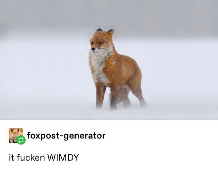 Image shows a windswept red fox in the snow and the caption underneath says "it fucken wimdy"