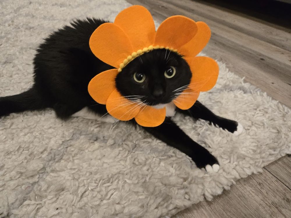 Black cat in an orange flower costume