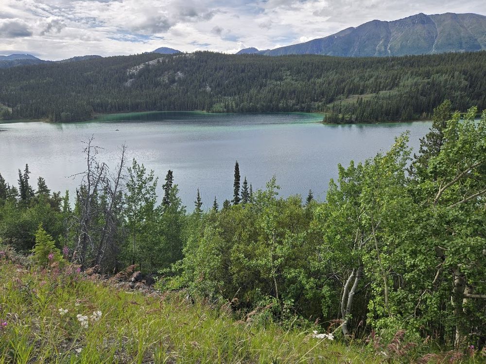 Lake surrounded by evergreen forestry 