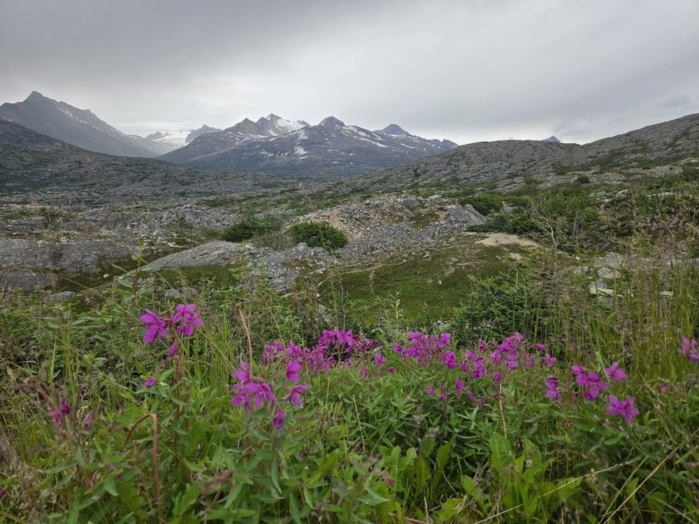 Purple fireweed flowers amidst a mountian backdrop