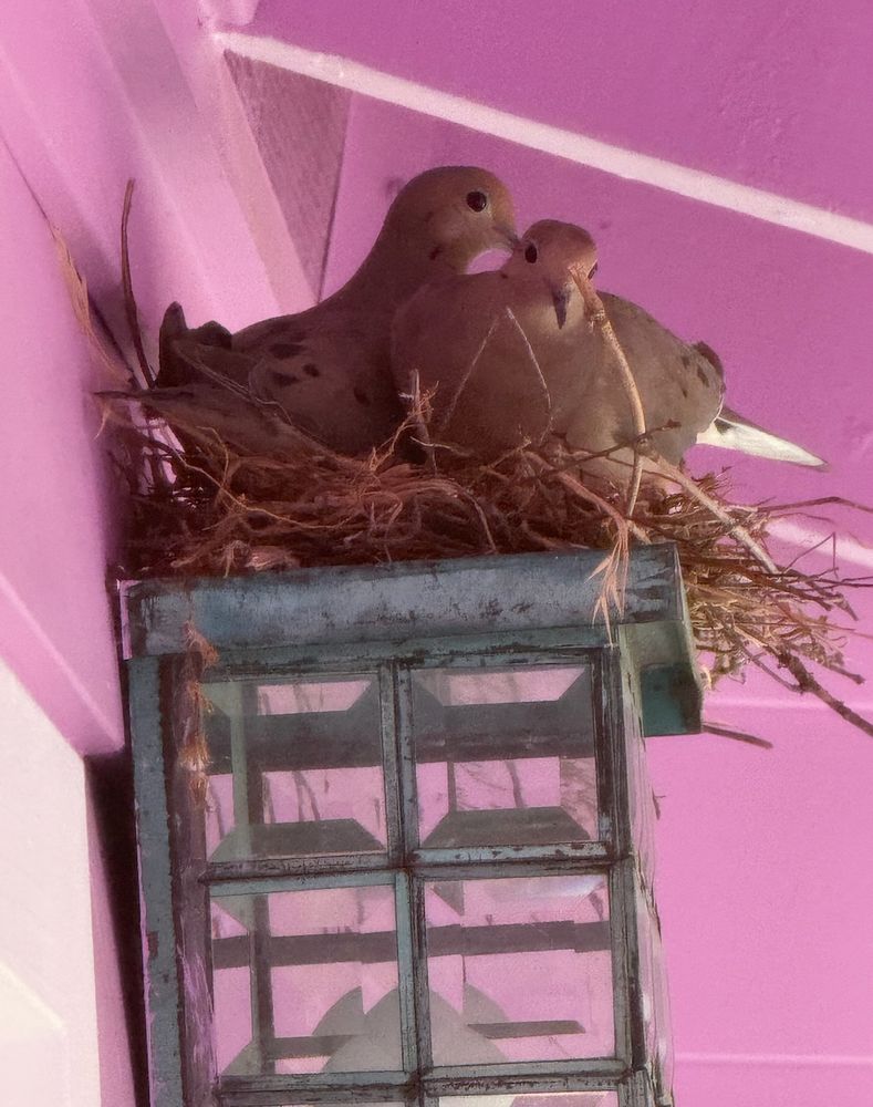 Two mourning doves squeezed into a nest above a porch light.