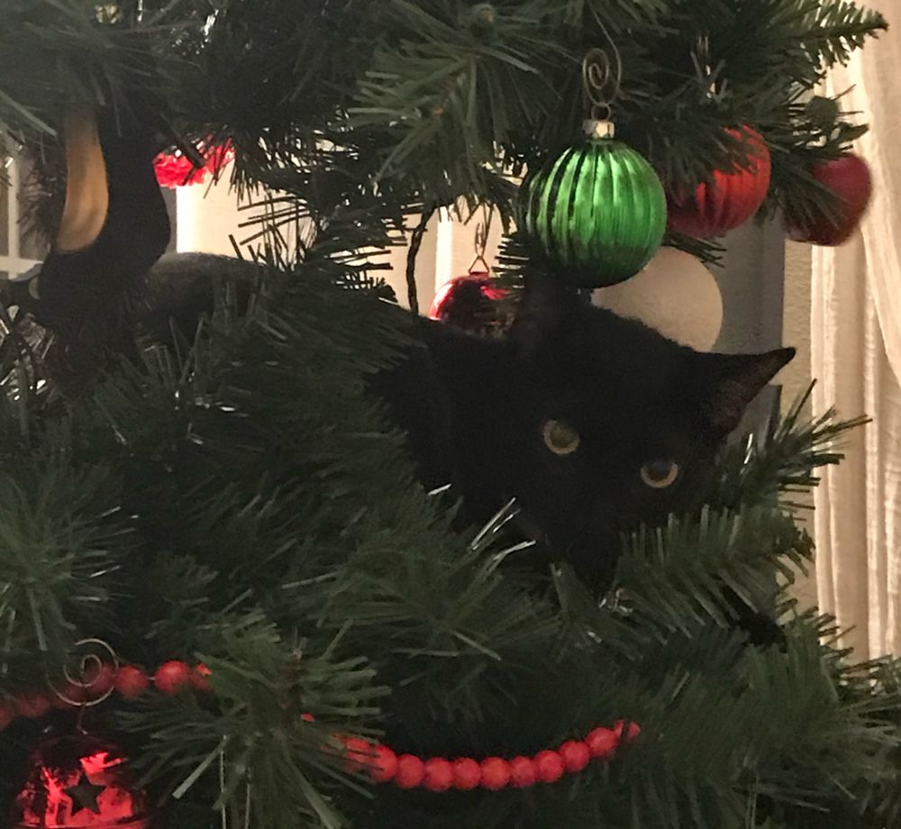 Black cat on Christmas tree 