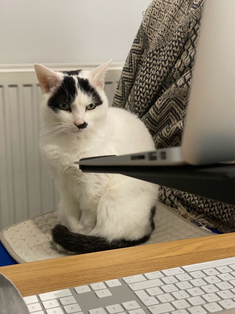 Black and white cat with a little moustache sits on a heat pad on an office chair in front of a laptop and keyboard, with a radiator in the background