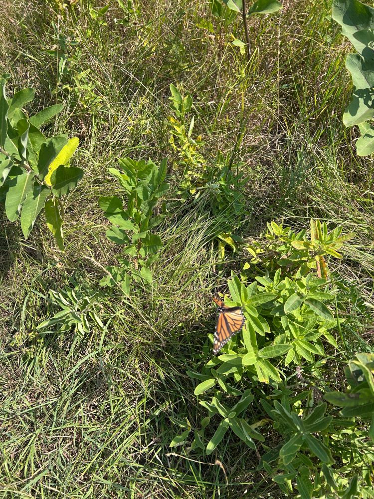 Monarch butterfly in flight in a meadow.