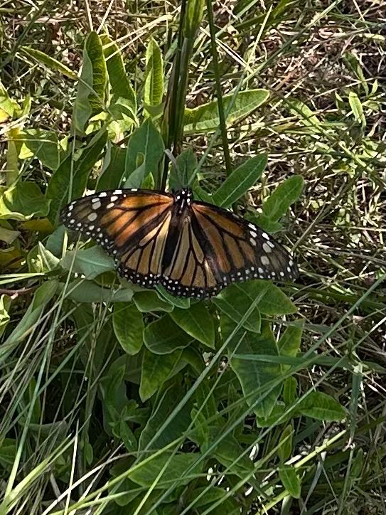 An orange butterfly rimmed in black with white spots resting on a milkweed plant