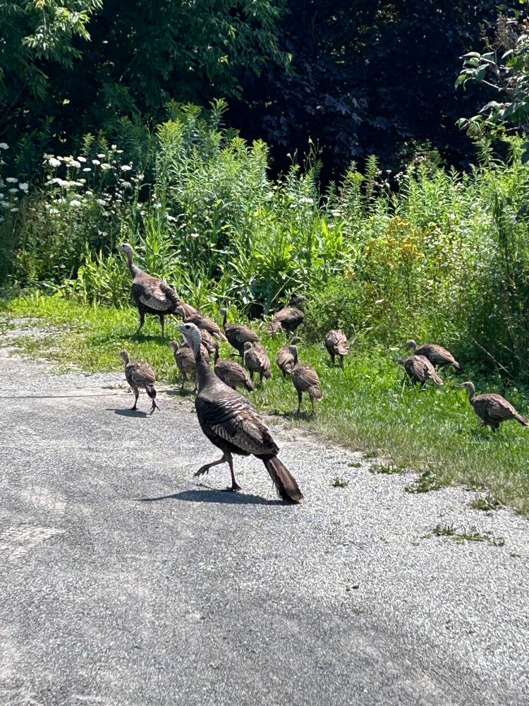 Large brown bird with dark eyes walks beside twelve half/grown babies and another adult on a gravel driveway bordered by underbrush.