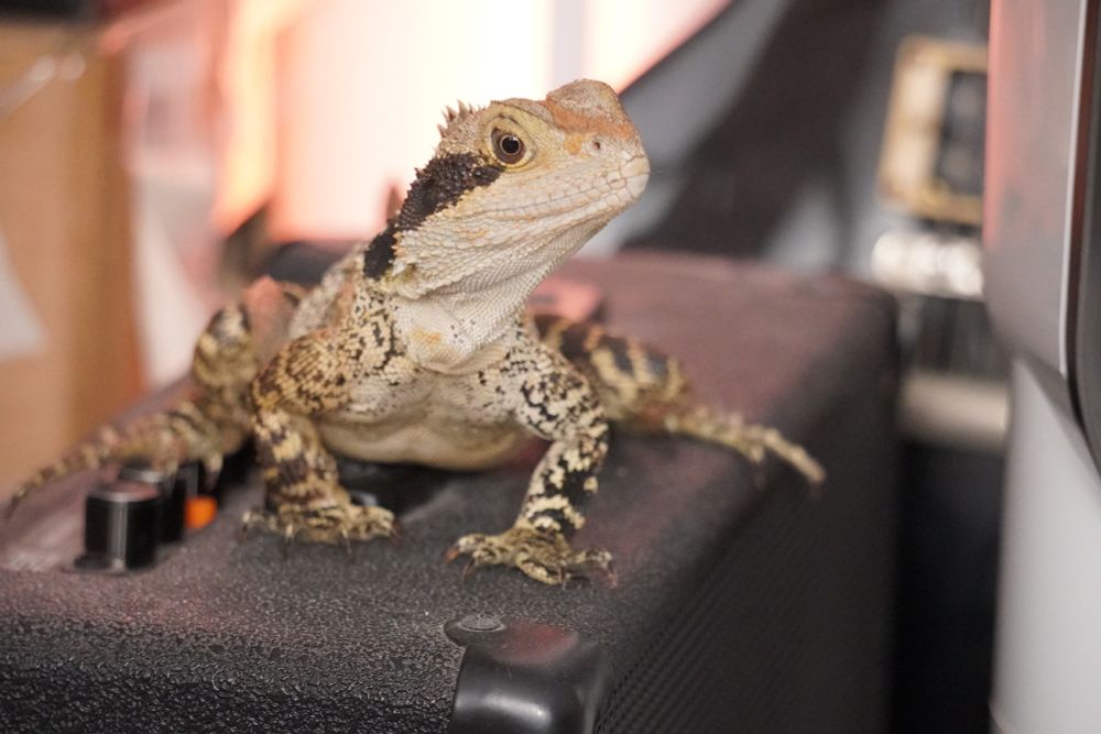 A photograph of a water dragon perched on top of a guitar amplifier. The water dragon is facing the camera with her head tilted slightly to one side. Part of a guitar and bookshelf can be seen out of focus in the background.