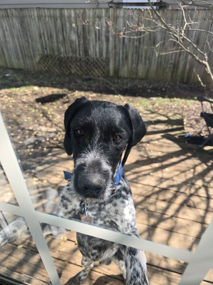 A black-and-white German Wirehaired Pointer stands upright, front paws resting on a screen door. He is looking sadly into the camera like he has been forced to stay outside forever.