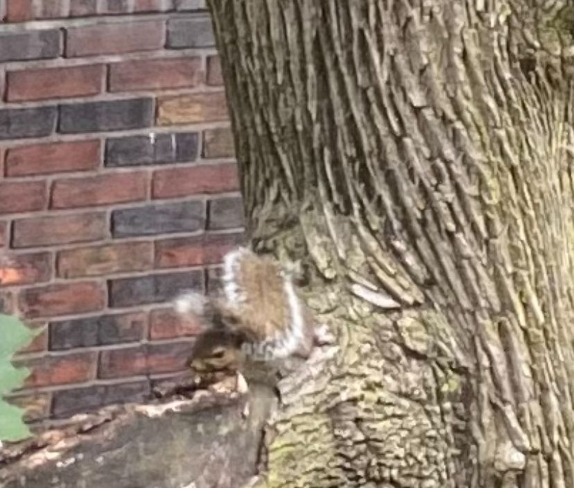 A photo of a sleepy squirrel using their tail as a blankie 