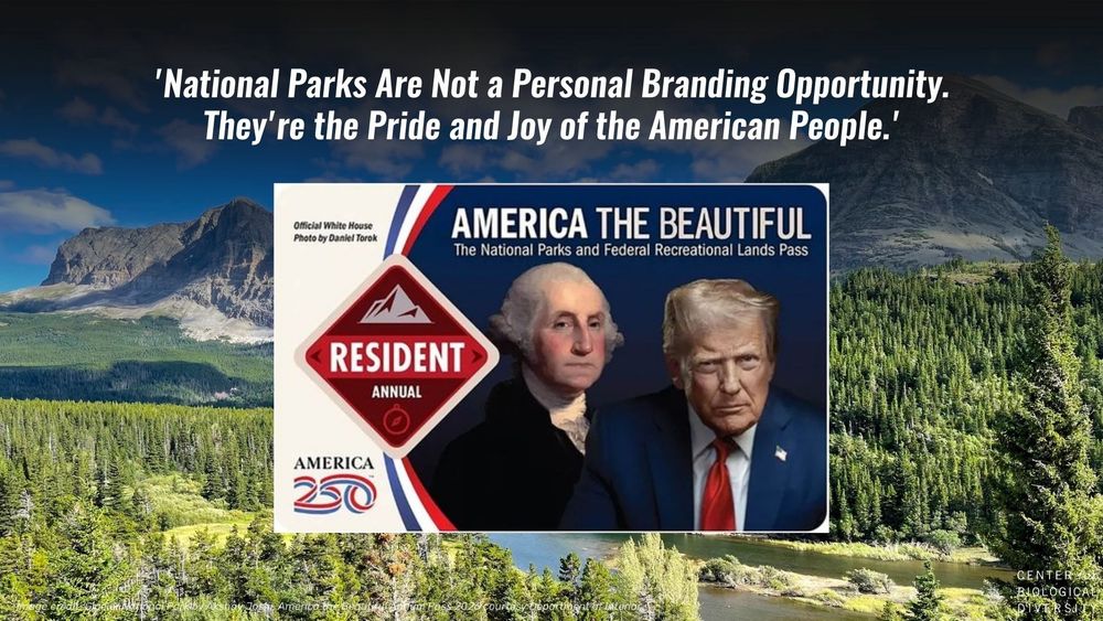 The background shows Glacier National Park, green trees, dramatic mountains, and a river cutting through the center. In the foreground is a picture of a National Park Pass with Trump's portrait next to George Washington's on it. There is a quote in white text at the top. It reads: "National Parks Are Not a Personal Branding Opportunity. They're the Pride and Joy of the American People."
