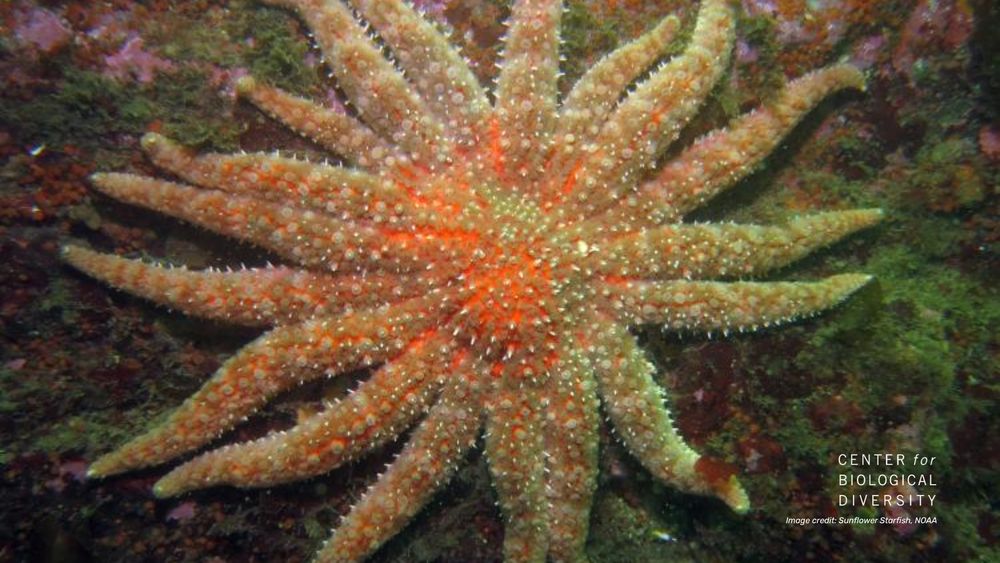 Closeup of a sunflower sea star, clinging to an underwater rock. The sea star is brightly colored, almost neon orange at its center. It has an alarming number of legs, at least 18. 