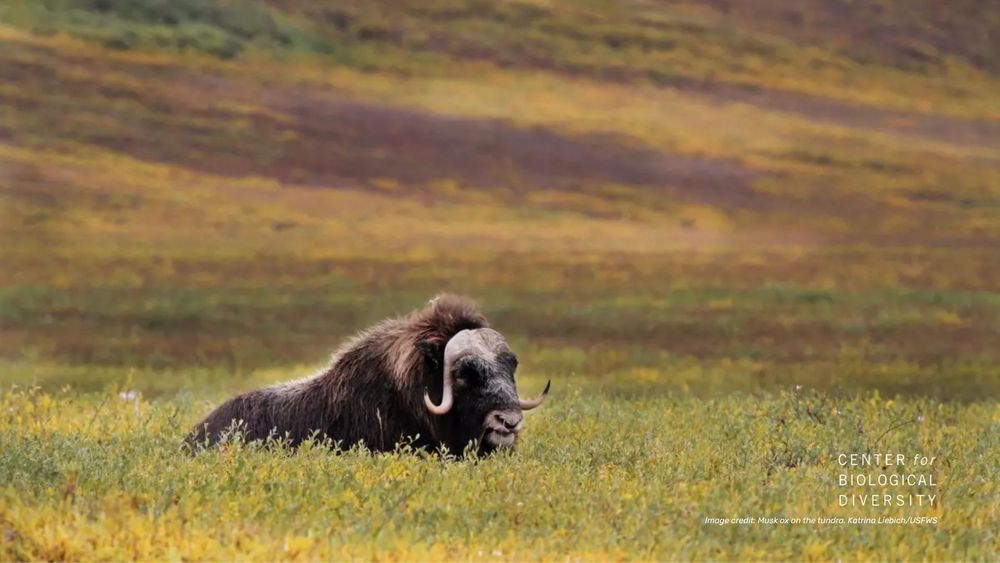 A musk ox lays in an open, grassy area. Behind it is a hillside, part of Arctic National Wildlife Refuge. 