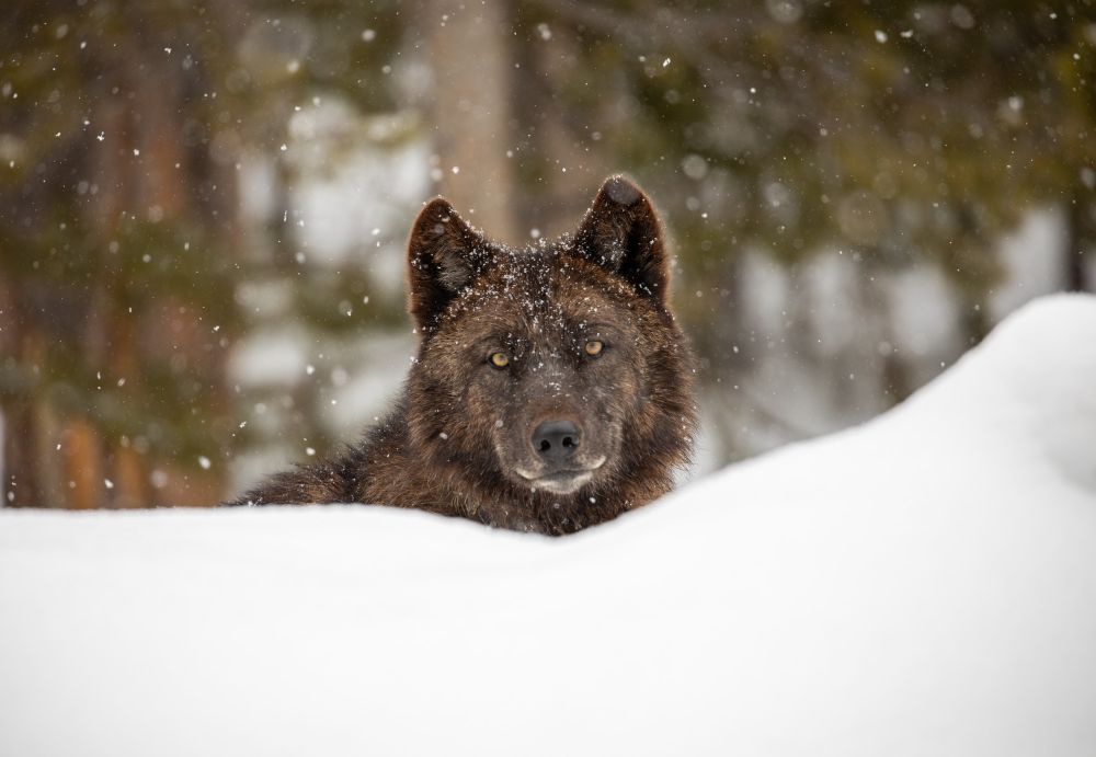 A black-colored wolf stands behind a snow bank with it's head peaking out, staring at the camera while snow falls around the animal. 