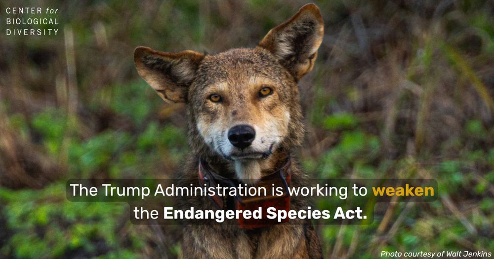 Close-up image of an endangered red wolf known as Airplane Ears, in a natural setting, with text overlay from the Center for Biological Diversity stating, 'The Trump Administration is working to weaken the Endangered Species Act.' Photo courtesy of Wolf Jenkins.