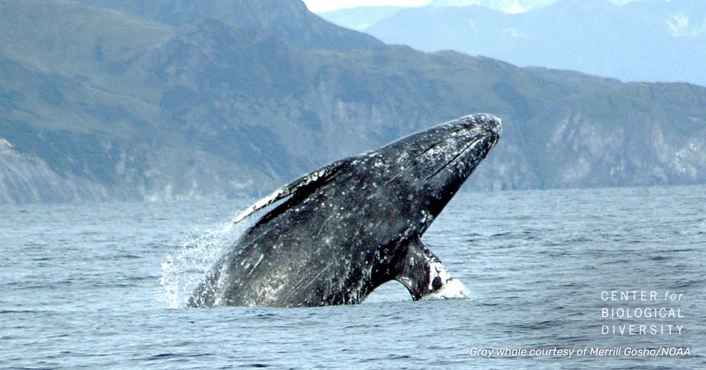 A gray whale breaches the ocean surface with mountains in the background, image courtesy of Merrill Gosho/NOAA.