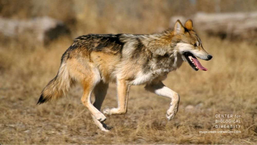 A side profile image of a Mexican gray wolf running. 