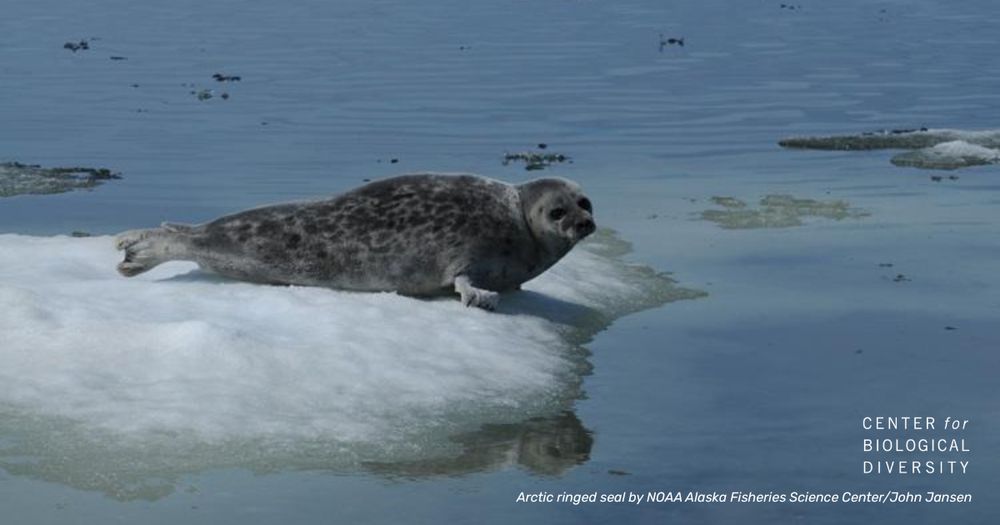 An gray and black speckled Arctic ringed seal lays on a flume of ice in the water. 