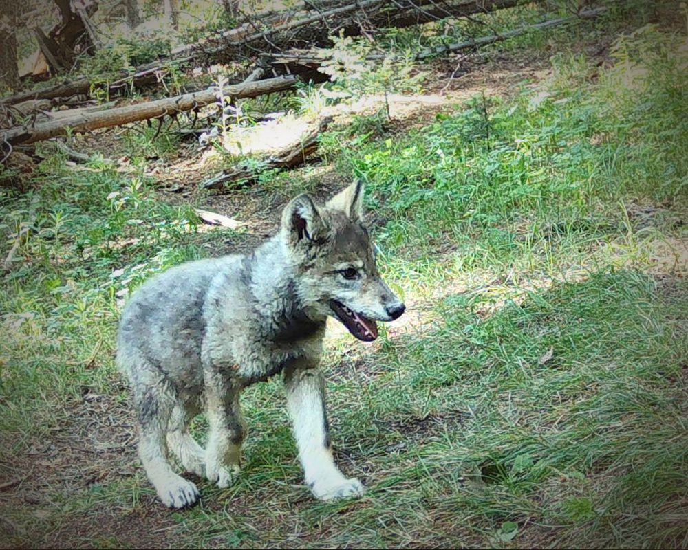 A trail camera capture of a Colorado wolf pup walking through grass in a forest. Photo by Colorado Parks and Wildlife.
