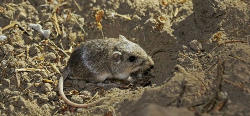 Photo of a Pacific pocket mouse, half-burrowed in some dirt and looking toward the camera. The photo is courtesy of Joanna Gilkeson and the U.S. Fish and Wildlife Service.