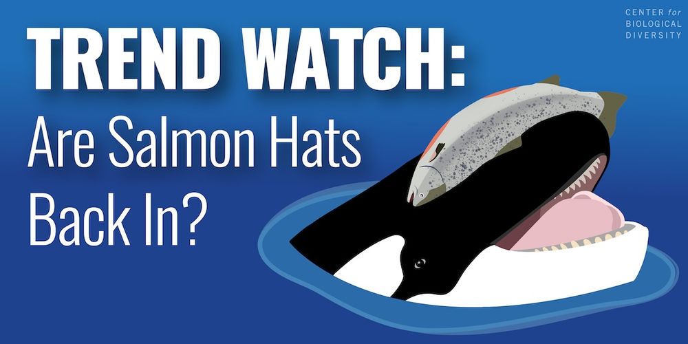 Illustration of a Southern resident orca wearing a dead salmon as a snazzy hat. There is a text overlay reading trend watch: Are salmon hats back in?