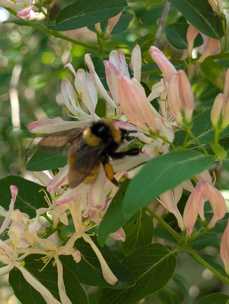 A bumble bee feeding from a flower.