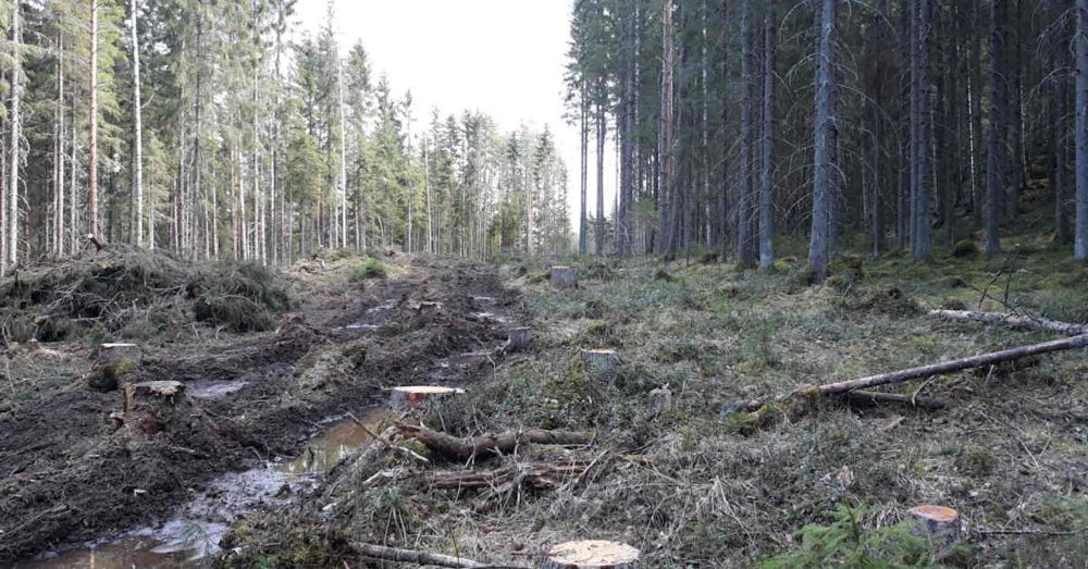 Poliisi tutkii epäiltyä luonnonsuojelurikosta Orivedellä – Metsä Group hakkasi lehdon ohjeiden vastaisesti