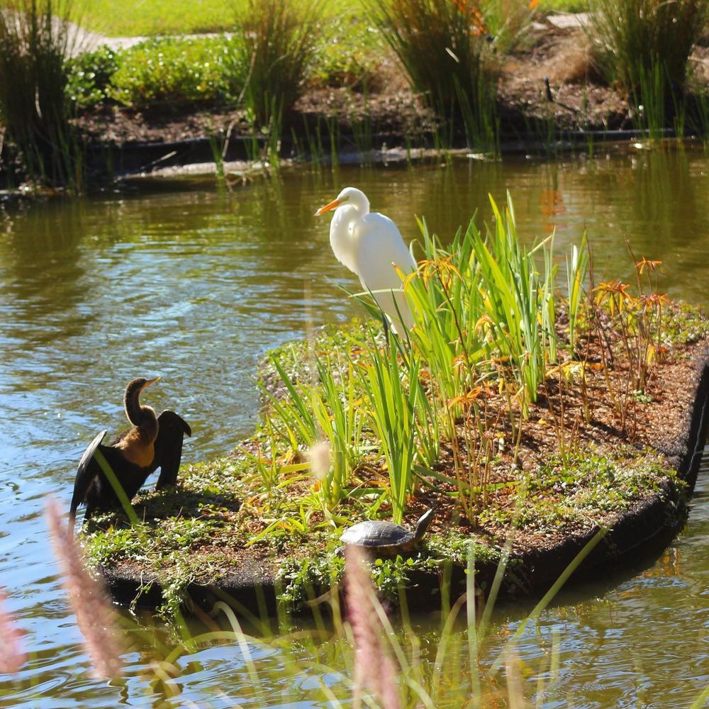 A floating treatment wetland installed at The Bay a public park in Sarasota Florida to help remove pollution from the waters entering the Gulf of Mexico.