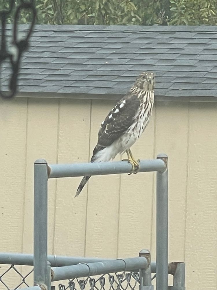 Such a majestic bird. Just love to watch them fly. 
