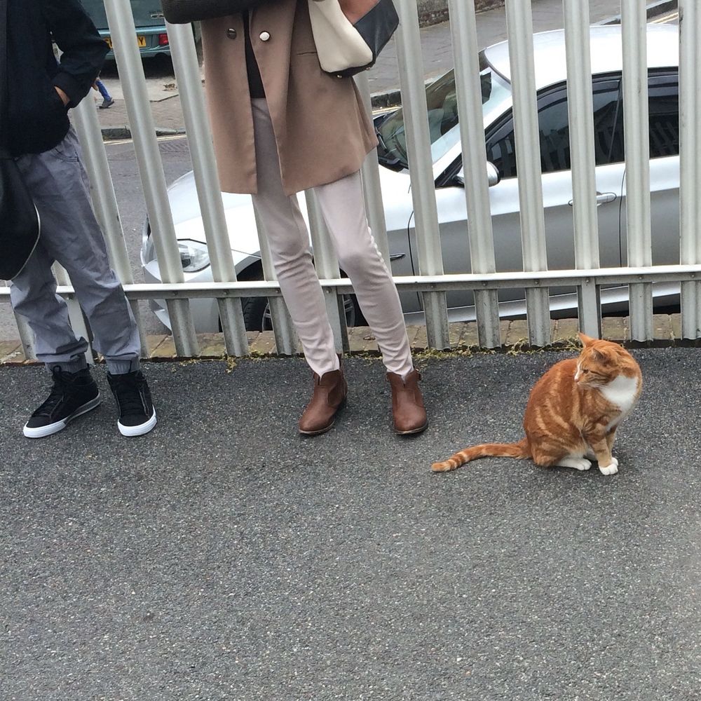 A ginger cat waiting patiently with human passengers on a railway platform 