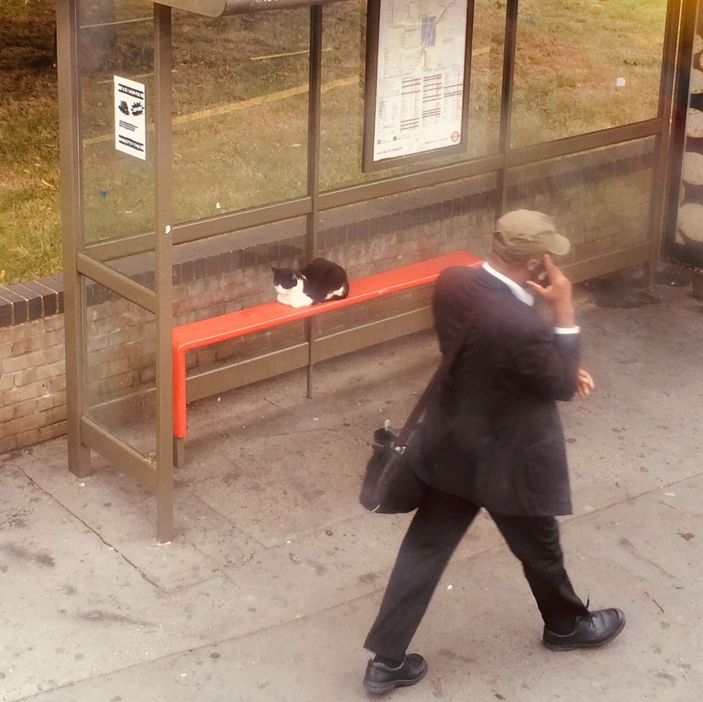 A black and white cat sits calmly, loaf-like, on the red plastic ‘bench’ thing at a bus stop. A bloke on his phone walks by, seemingly oblivious 
