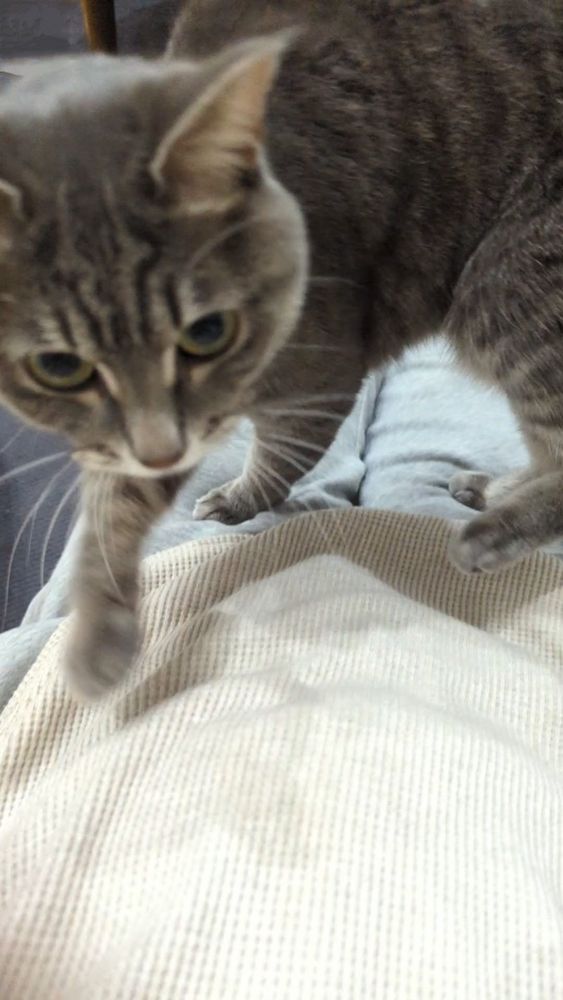 ﾈｺﾁｬﾝの頭突き1秒前