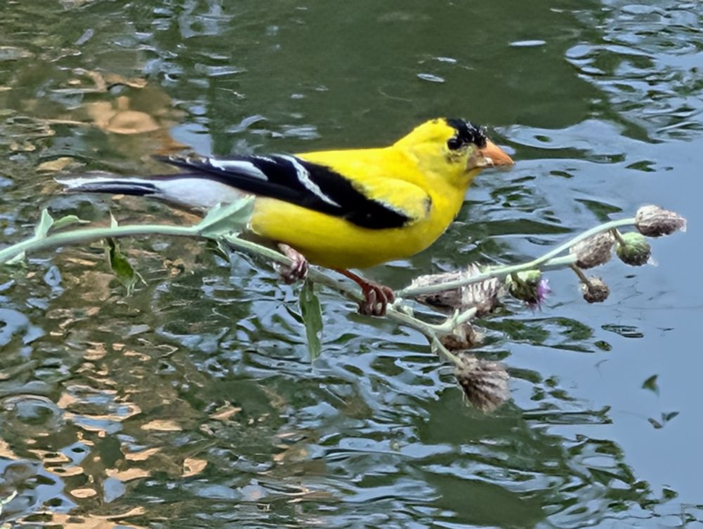 American goldfinch on thistle, against water in background