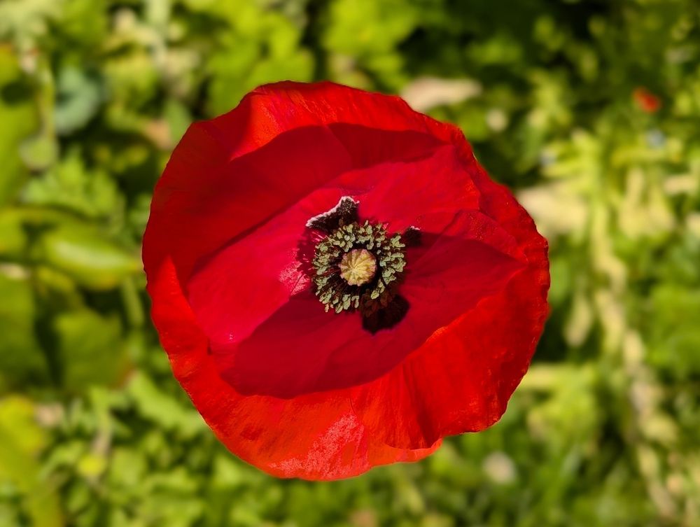 Single red poppy bloom against greenery