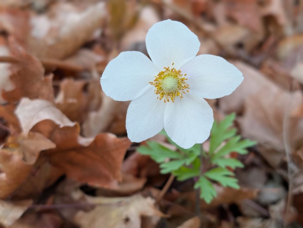 White anemone blossom open above brown autumn leaves