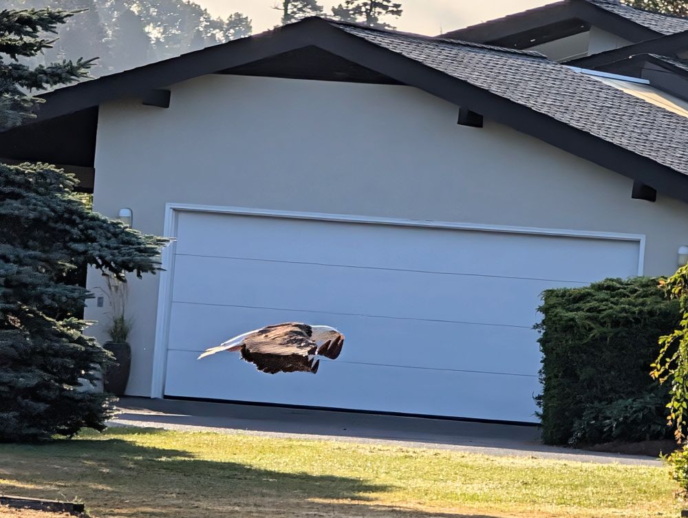 Eagle flying in front of a garage door