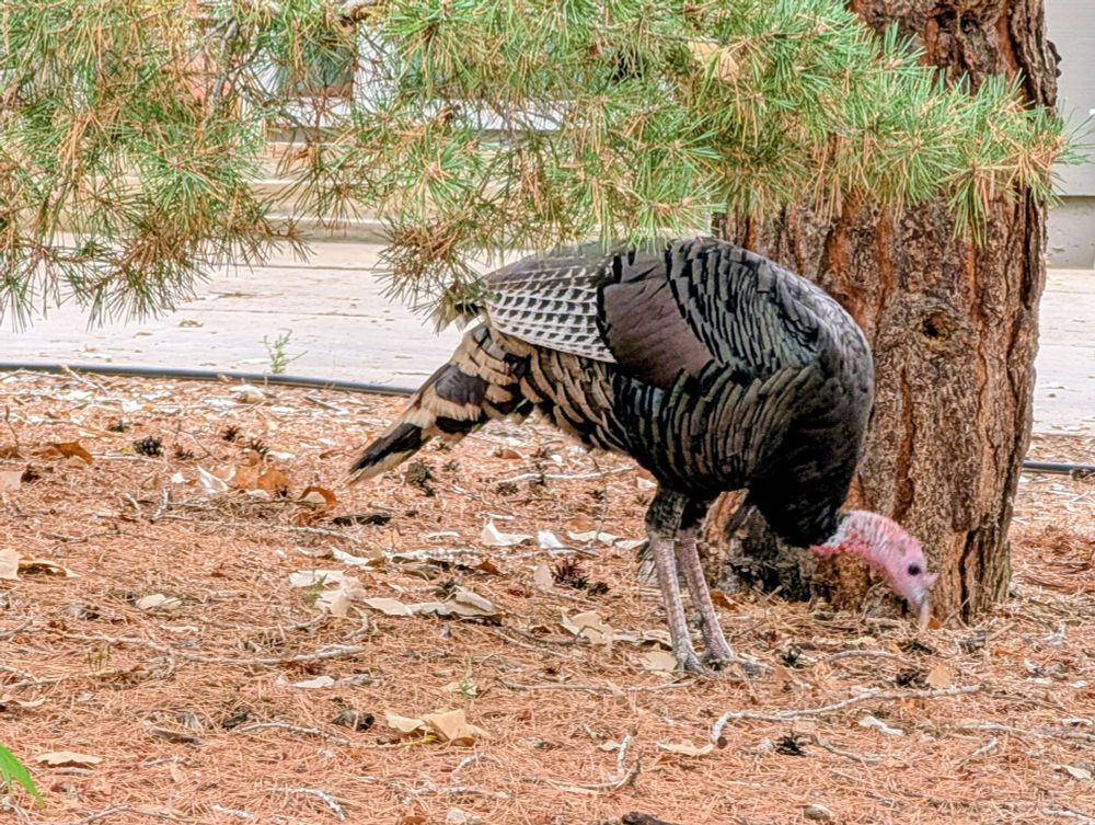 Wild turkey pecking the ground in front of a driveway 