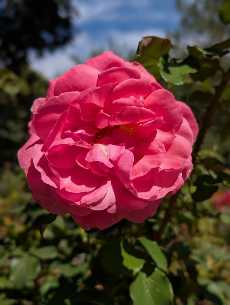 Bright pink rose blossom against background of greenery and sky