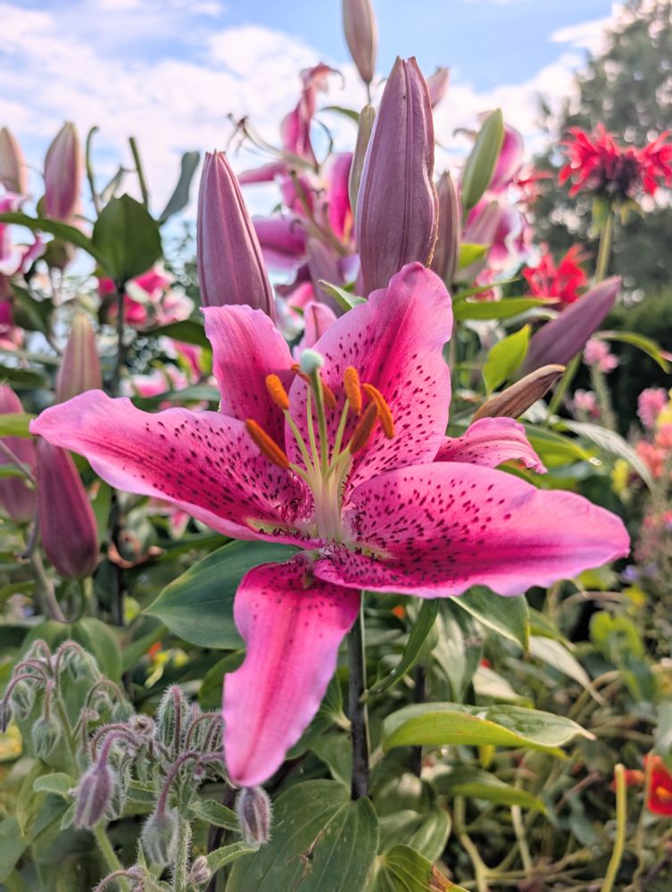 Hot pink tiger lily with greenery behind