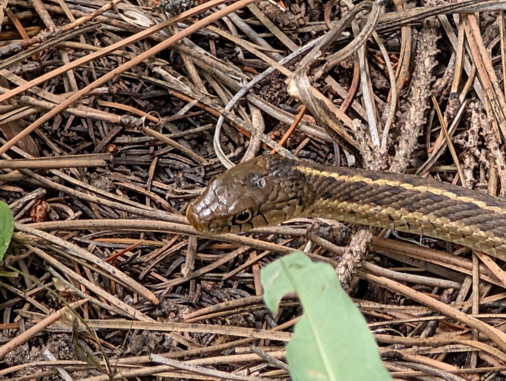 Garter snake looks at the camera