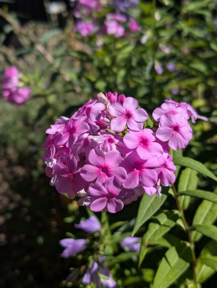 Pink phlox flowers in bloom