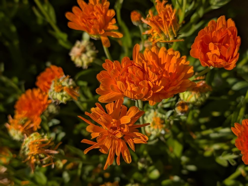 Orange flowers bloom against green foliage