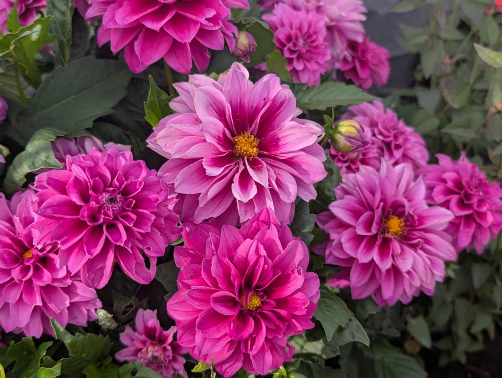 Hot pink dahlias bloom against green foliage