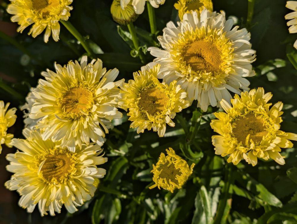 Yellow daisies growing against green background 