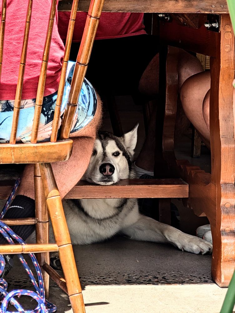Husky type dog rests chin on a wooden bar unde an outside cafe table