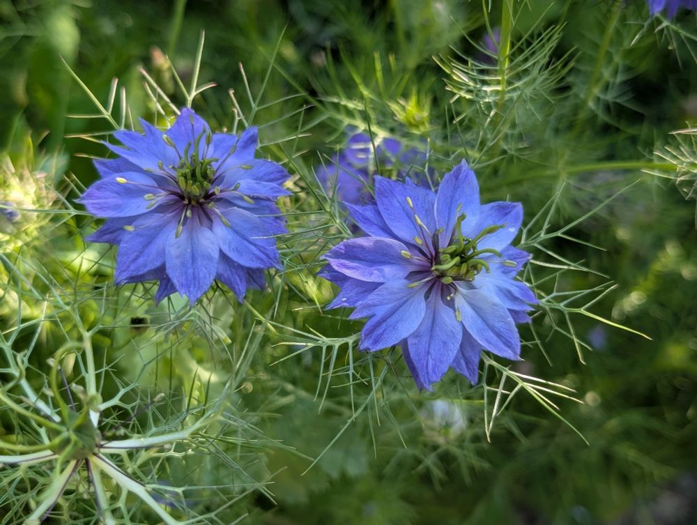 Two blue blossoms against green foliage 