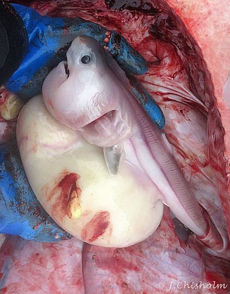 Porbeagle embryo showing its yolk stomach 
